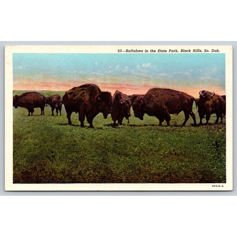 Postcard South Dakota Black Hills Buffaloes in the State Park Bison c1920s SD
